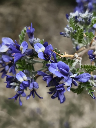 Sophora moorcroftiana