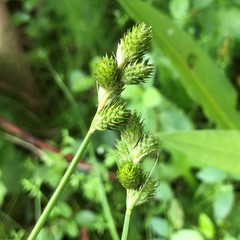Carex alata