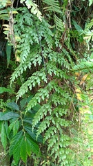 Asplenium neolaserpitiifolium
