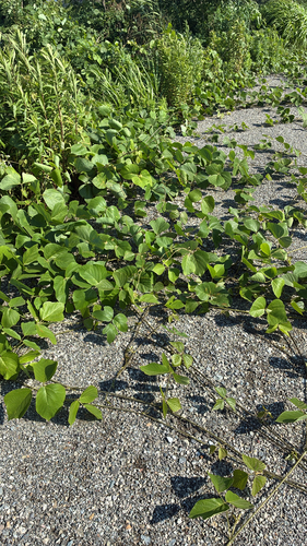 kudzu