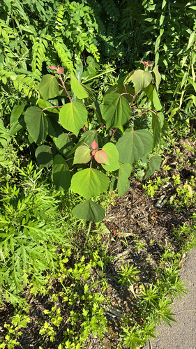 Mallotus
