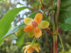 Schisandra arisanensis