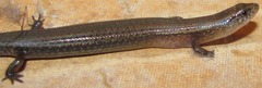 Leptosiaphos kilimensis