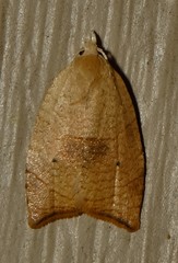 Coelostathma discopunctana