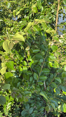 Chinese Hackberry