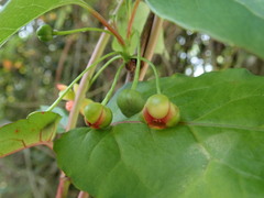 Schisandra arisanensis