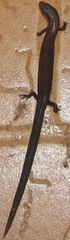 Leptosiaphos kilimensis