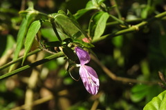 Hypoestes cumingiana