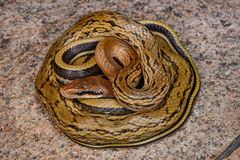 Beauty Snake photo 1