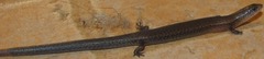 Leptosiaphos kilimensis