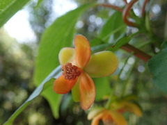 Schisandra arisanensis