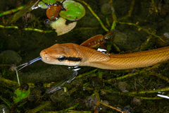 Beauty Snake photo 2