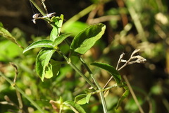 Hypoestes cumingiana