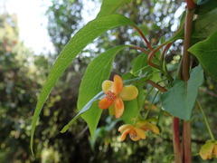 Schisandra arisanensis