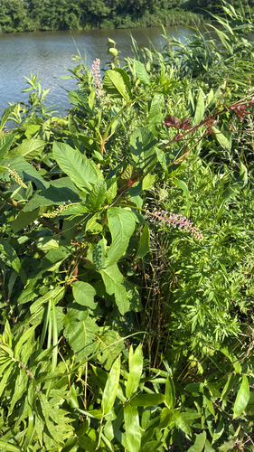 American pokeweed