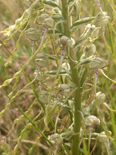 Lizard Orchid
