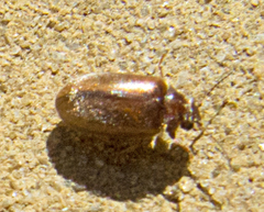 Contacyphon laevipennis
