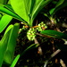 Terminalia tetraphylla - Photo (c) Alex Popovkin, Bahia, Brazil, some rights reserved (CC BY-NC-SA)