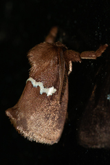 Monoleuca semifascia