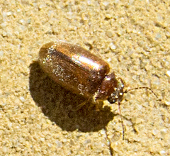 Contacyphon laevipennis