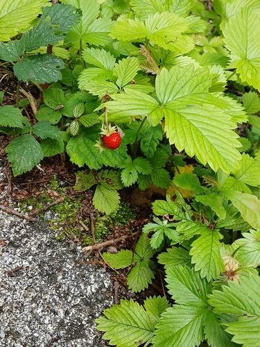 woodland strawberry