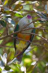 Ptilinopus pelewensis