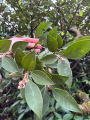 Planchonella obovata, photograph author not stated, no rights reserved