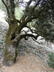 Quercus alnifolia