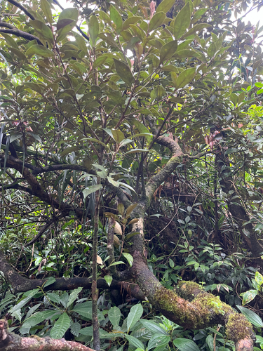 Planchonella obovata, photograph 5