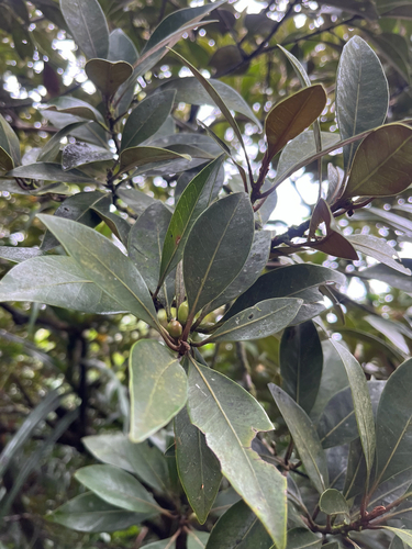 Planchonella obovata