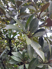 Planchonella obovata, photograph author not stated, no rights reserved