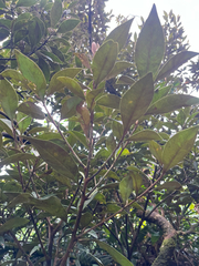 Planchonella obovata, photograph author not stated, no rights reserved
