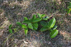 Parsonsia alboflavescens