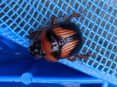 Bolbocerosoma farctum