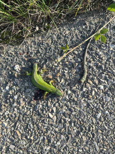 Western Green Lizard