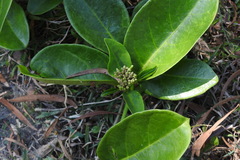 Parsonsia alboflavescens