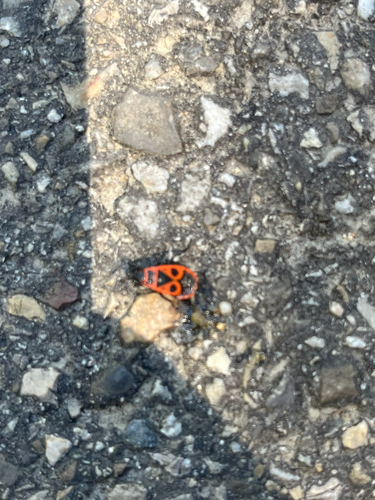 European Firebug