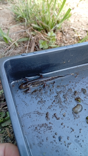 Bosca's newt