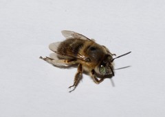 Anthophora crinipes