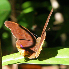 Terinos terpander intermedia
