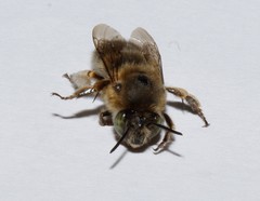 Anthophora crinipes