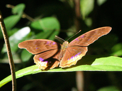 Terinos terpander intermedia