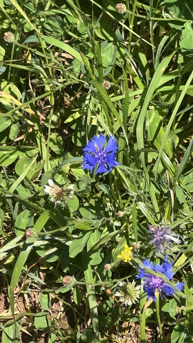 Cornflower
