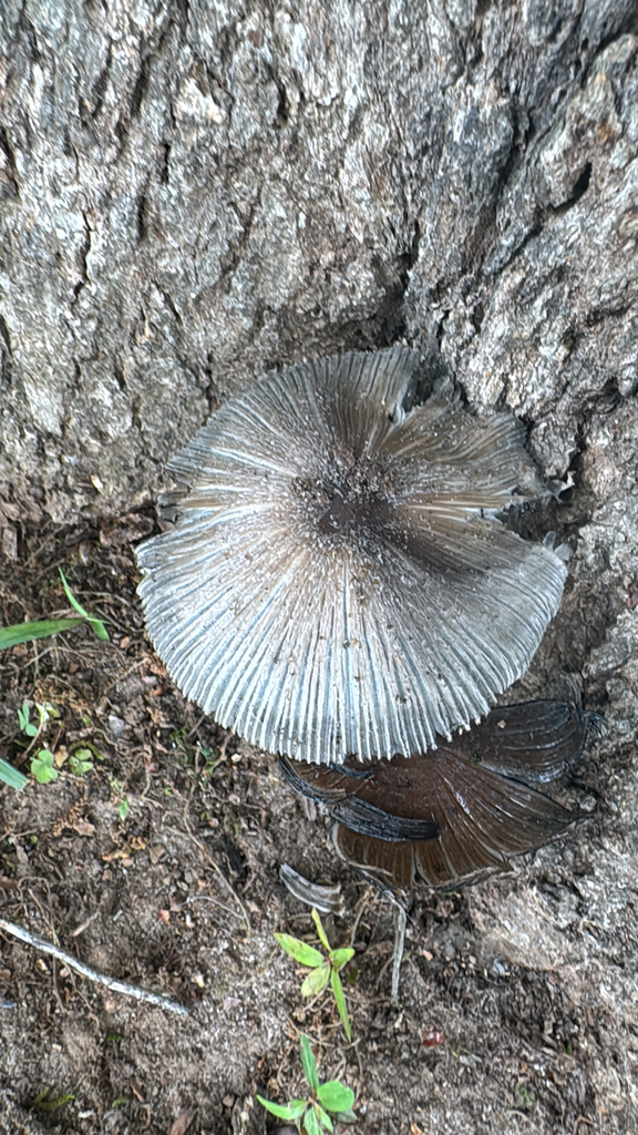 distinguished inkcap · June 2026 · photo: Photo: no rights reserved · iNaturalist