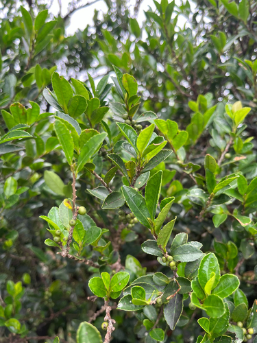 Eurya emarginata, photograph 6
