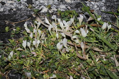 Trifolium uniflorum
