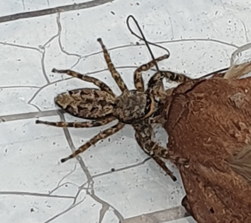Fencepost jumping spider