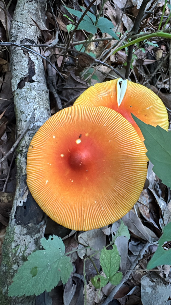 Jackson's slender Caesar · June 2026 · photo: Photo: no rights reserved · iNaturalist