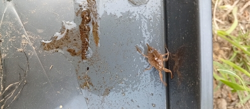Eurasian Water Scorpion
