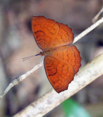 Ariadne specularia arca